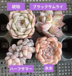 500円セール◆03）ハーフサマー 氷氷 琥珀 ブラックサムライ 4苗セット