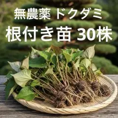 【無農薬】新鮮なドクダミ 根付き 30株 摘みたてのサムネイル