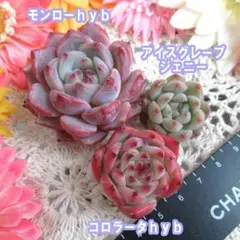 多肉植物　エケベリア　韓国苗　モンローhyb　3種セット　Ⅸ