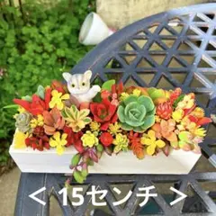 2026年最新】多肉 七福神の人気アイテム - メルカリ