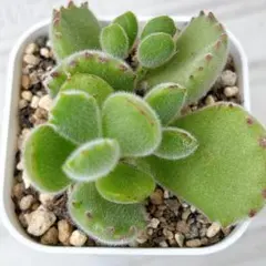 2026年最新】多肉植物 もふもふの人気アイテム - メルカリ