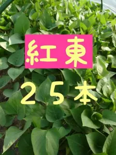 4/12以降発送】ゆきこまち モ切苗 25本 香川県産 - メルカリ