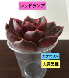 ポノポノ様 リクエスト 2点 まとめ商品