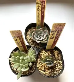 2026年最新】夕波 多肉の人気アイテム - メルカリ