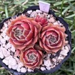 多肉植物 センペルビウム ベリーボム No.179【赤】 - メルカリ