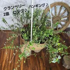 クランベリー★ツルコケモモ ★ハンギング★ロングのサムネイル