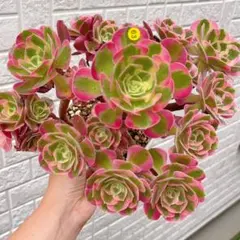 アエオニウム メープルリーフ 多肉植物 抜き苗 - メルカリ