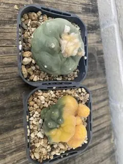 サボテン ロホホラ 山本デフューサ ボンボリ① カキコ - メルカリ