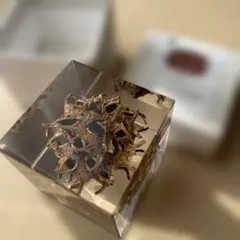 ウサギノネドコ　ソラキューブ　sola cube　モミジバフウ