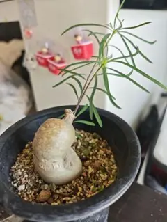 2025年最新】ヘディオトイデスの人気アイテム - メルカリ