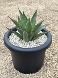 アガベ　ブルーグロー　超特大　美形　引き取り限定 　ドライガーデン　サボテン 2025年最新】アガベ ブルーグローの人気アイテム - メルカリ