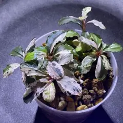 2026年最新】bucephalandra sp variegataの人気アイテム - メルカリ