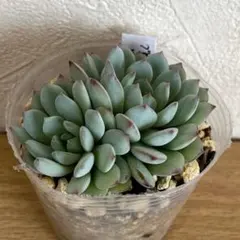 2025年最新】ヴィンセントカトー 多肉植物の人気アイテム - メルカリ