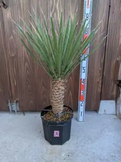 現品】ユッカ・フィリフェラ（Yucca filifera）8号 RG番
