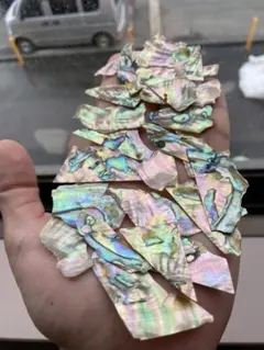 アワビ貝　25gセット　沖縄県アワビ貝
