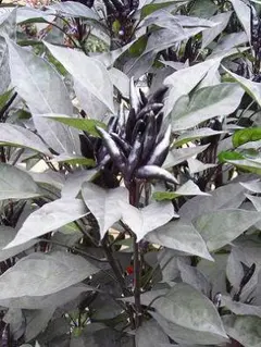 yo-san様 リクエスト 2点 まとめ商品