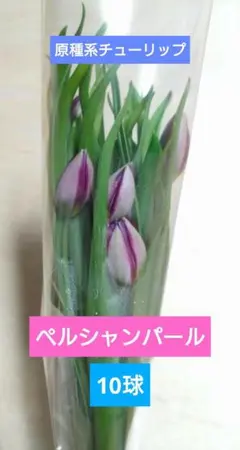 しゅう様専用！速達代込み！原種系チューリップ　　ペルシャンパール　5球