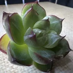 山*葵様 No.c125新品種　朧紋　エケベリア　多肉植物