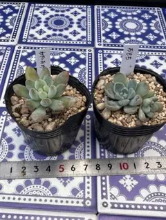 2025年最新】発送は第4種郵便の人気アイテム - メルカリ