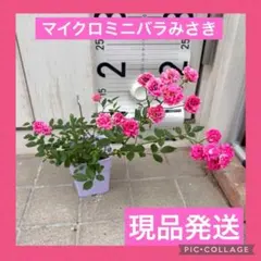 マイクロミニバラ 『 みさき 』 大苗 四季咲き ① ポットのままお届け