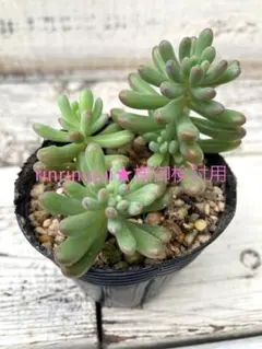 rinrinuiui★様御検討用