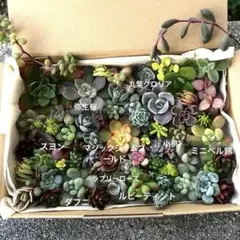 多肉植物　カット苗　詰め合わせ　23