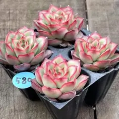 さきちゃんママ様 リクエスト 2点 まとめ商品