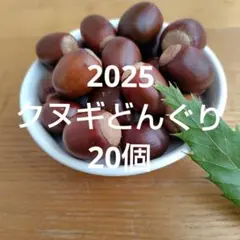 クヌギどんぐり　20個