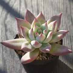 2025年最新】アテマハック 多肉の人気アイテム - メルカリ