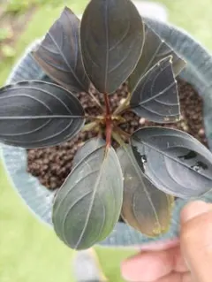 まとめ出品-ブセファランドラ　スケルトンキング40株＋小さい6株 まとめ出品-ブセファランドラ スケルトンキング40株＋小さい6株