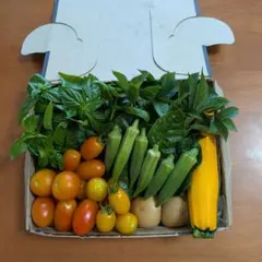 新鮮野菜セットのサムネイル