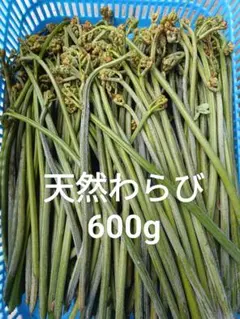 【8/6収穫・発送】天然わらび 600g 福島県産のサムネイル