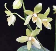 ［洋蘭原種］極希少種　Phal. cochlearisのサムネイル