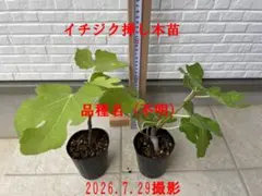 いちじくUCR187-25 挿し木苗 超希少 - メルカリ