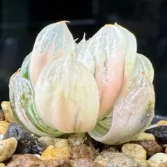 こうきち様 リクエスト 2点 まとめ商品