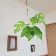 紅椿様 リクエスト 2点 まとめ商品