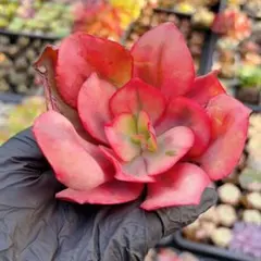 2026年最新】多肉錦の人気アイテム - メルカリ