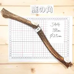 ⑭◇イチジク穂木2本◇ウォーターメロンラッシュ⑭【親木の写真あり