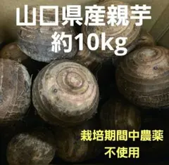 2025年最新】里芋の苗の人気アイテム - メルカリ