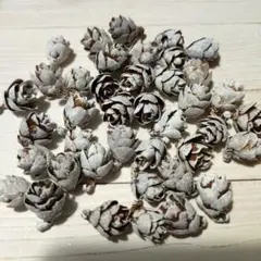 ②タマラックコーン スノー仕上げ40個 カラマツ 小さい木の実 クリスマス