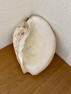 特大 貝殻 約34cm ヤシガイ 貝 標本