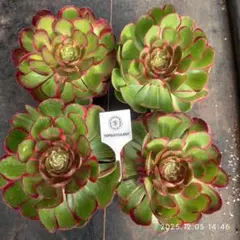 Top【選抜株】多肉植物　23319バンクェット 12個　鉢無し/脱土