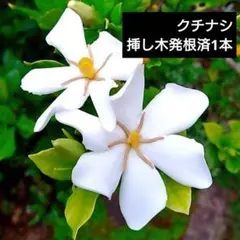 2025年最新】ガーデニア 苗の人気アイテム - メルカリ