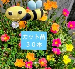 ポーチュラカ カット苗 ミックスカラー 30本のサムネイル