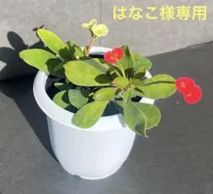 はなこ様 リクエスト 4点 まとめ商品