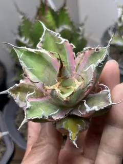 2026年最新】アガベシーザー錦の人気アイテム - メルカリ