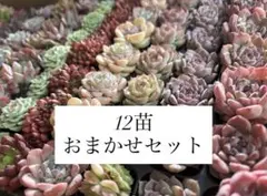 いとゆー様 リクエスト 4点 まとめ商品