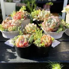 6 多肉植物の小さな寄せ植え◎バラエティセット◎速達発送◎そのまま飾れる