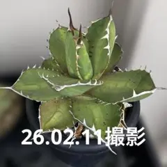 鉢ごと発送】人気のチタノタ12種セット【ネームタグ付】 - メルカリ