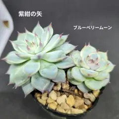 紫紺の矢 ブルーベリームーン ミックスベリア おらいさん苗